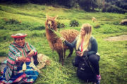 llamas