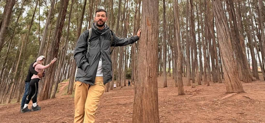 bosque eucalipto en cusco