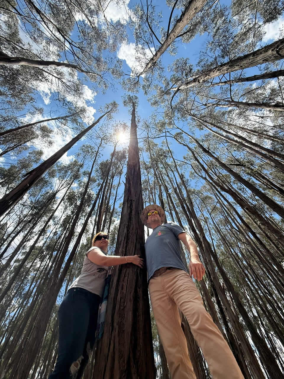 Qenqo Eucalyptus Forest
