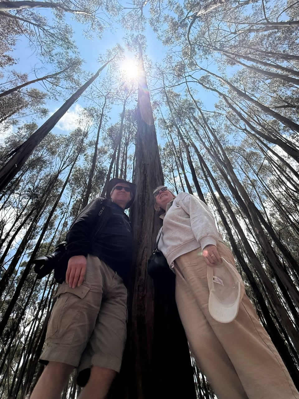 Qenqo Eucalyptus Forest
